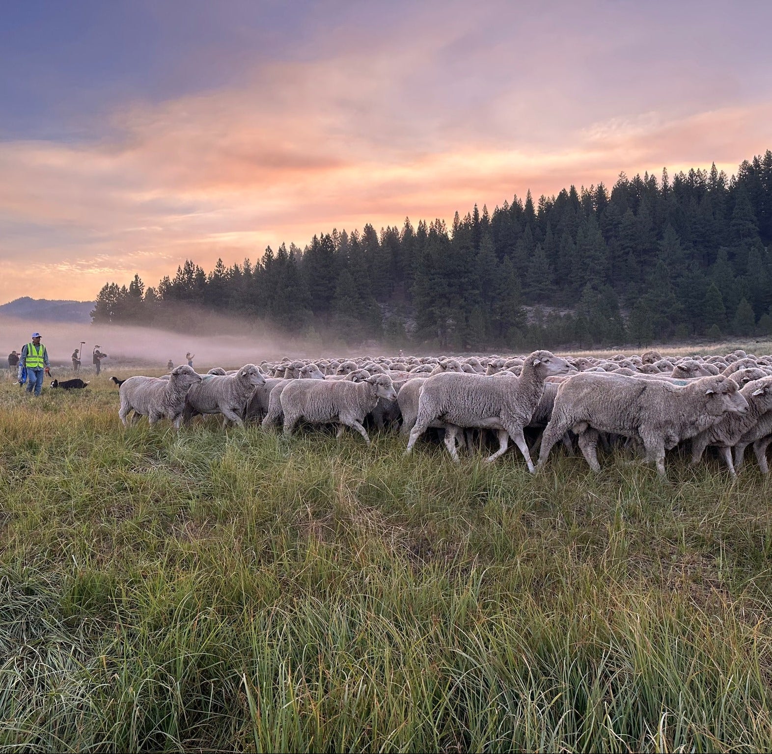 Shepherd herding sheep in a field with a forest in the background during sunset.